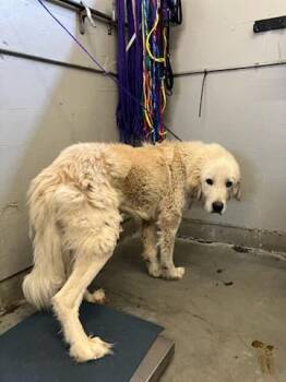 OAKLEY -  Great Pyrenees Dog for Adoption in Camarillo, California - OAKLEY | PetCurious