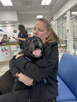 Pit Bull Terrier Dogs Available for Adoption - Grotto | PetCurious