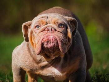 Francesca -  English Bulldog Dog for Adoption in Pointe-fortune, Quebec - Francesca | PetCurious