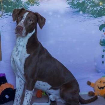 German Shorthaired Pointer and Dalmatian Dogs Available for Adoption in Hamilton, Montana - Fehler | PetCurious