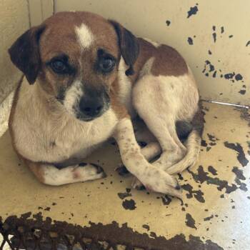 Chihuahua and Rat Terrier Dogs Available for Adoption in Austin, Texas - Sir Paul | PetCurious