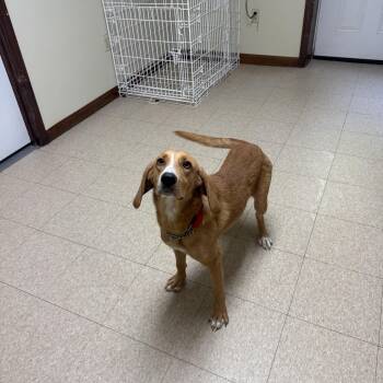 Honey -  Hound Dog for Adoption in Douglas, Massachusetts - Honey | PetCurious