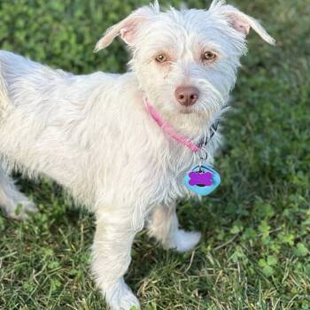 Cairn Terrier and Maltese Dogs Available for Adoption - Juniper Jolene "Juni" | PetCurious