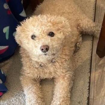 Miniature Poodle and Mixed Breed Dogs Available for Adoption - Coco D11084 | PetCurious