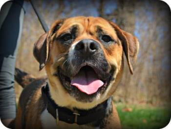Rescue Beagle and Bulldog Dogs for Adoption in Annapolis, Maryland - Thor | PetCurious