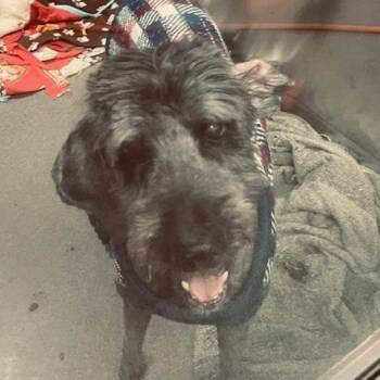Golden Retriever and Standard Poodle Dogs Available for Adoption in Baltimore, Maryland - Sebastian | PetCurious