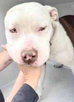 Pit Bull Terrier and Mixed Breed Dogs Available for Adoption - A652318 | PetCurious