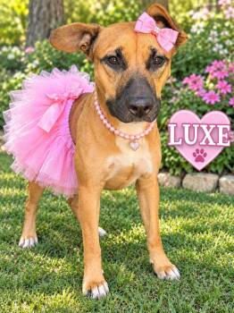 Luxe -  American Bully and Black Mouth Cur Dog for Adoption in Lucas, Texas - Luxe | PetCurious