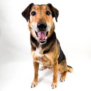 Shepherd Dogs Available for Adoption - Raleigh | PetCurious