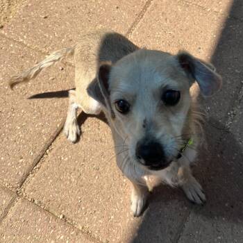 Don Julio -  Mixed Breed Dog for Adoption in Galveston, Texas - Don Julio | PetCurious