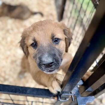 Collie Dogs Available for Adoption in Fosters, Alabama - BRADEN  | PetCurious