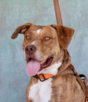 Remi -  American Staffordshire Terrier Dog for Adoption in Albuquerque, New Mexico - Remi | PetCurious