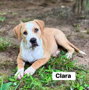 Clara (Lonesome Dove litter) -  American Bulldog and Hound Dog for Adoption in Gillsville, Georgia - Clara (Lonesome Dove Litter) | PetCurious