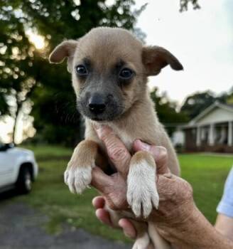Baby Reba -  Australian Shepherd and Pomeranian Dog for Adoption in Washington, District Of Columbia - Baby Reba | PetCurious