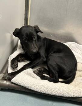PATINA -  German Shepherd Dog and Mixed Breed Dog for Adoption in Houston, Texas - PATINA | PetCurious
