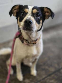 Rescue Australian Shepherd Dogs for Adoption in New Berlin, Wisconsin - SKYE    $375 | PetCurious