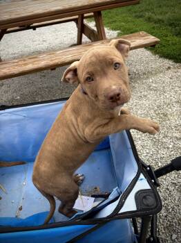 Pit Bull Terrier and Mixed Breed Dogs Available for Adoption in Greensburg, Indiana - Puppies (Pinkie Pie(F), Spike(M), Apple Jack(F)) | PetCurious