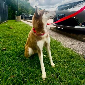 Swaya -  Husky Dog for Adoption in Bartlett, Tennessee - Swaya | PetCurious