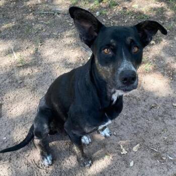 Pepper -  Australian Cattle Dog Blue Heeler and Mixed Breed Dog for Adoption in Houston, Texas - Pepper | PetCurious