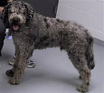 MAX -  Poodle and Golden Retriever Dog for Adoption in St. Cloud, Florida - MAX | PetCurious