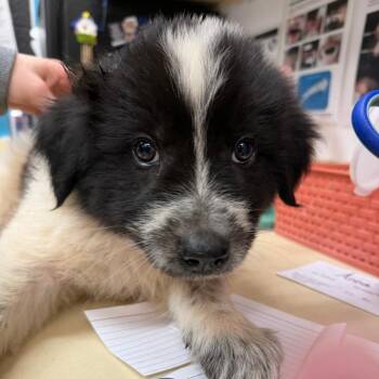 Great Pyrenees and Mixed Breed Dogs Available for Adoption in Ardmore, Oklahoma - Odessa | PetCurious