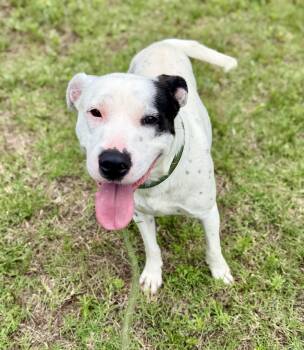Pointer Dogs Available for Adoption in Lancaster, South Carolina - Happy | PetCurious