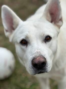 German Shepherd Dog Dogs Available for Adoption in Alexandria, Louisiana - Parker  | PetCurious
