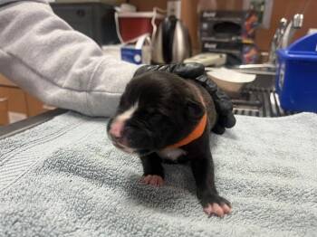 Pit Bull Terrier Dogs Available for Adoption in Martinez, California - A1047031 | PetCurious