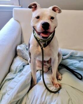 American Staffordshire Terrier and Pit Bull Terrier Dogs Available for Adoption in Brewster, New York - Cosmo | PetCurious