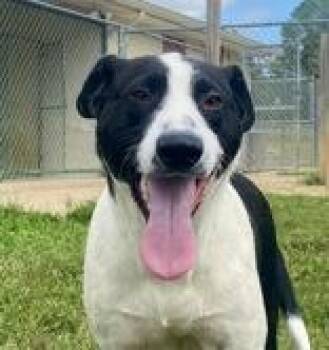 Rescue Hound Dogs for Adoption in Glasgow, Kentucky - Bailey | PetCurious
