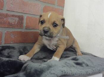 Staffordshire Bull Terrier and Mixed Breed Dogs Available for Adoption - SAMUS | PetCurious