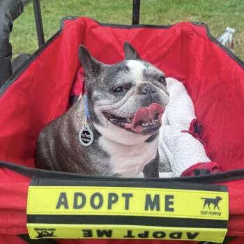 Louie aka Tato -  French Bulldog Dog for Adoption in St. Helens, Oregon - Louie Aka Tato | PetCurious
