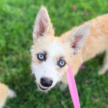 Claudia -  Terrier and Cardigan Welsh Corgi Dog for Adoption in Chico, California - Claudia | PetCurious