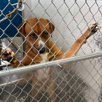 Nutmeg/Merlin -  Labrador Retriever and Pit Bull Terrier Dog for Adoption in Oakville, Washington - Nutmeg/Merlin | PetCurious