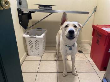 Rescue Labrador Retriever and Mixed Breed Dogs for Adoption in Pasadena, California - POLAR BEAR | PetCurious