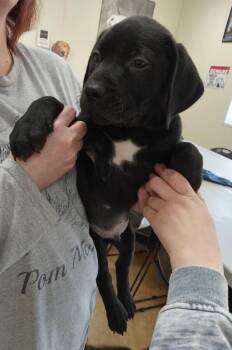 Pit Bull Terrier and Labrador Retriever Dogs Available for Adoption - Robby | PetCurious