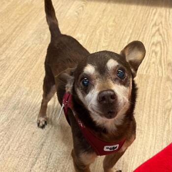Oxalis 14080 -  Chihuahua Dog for Adoption in San Francisco, California - Oxalis 14080 | PetCurious
