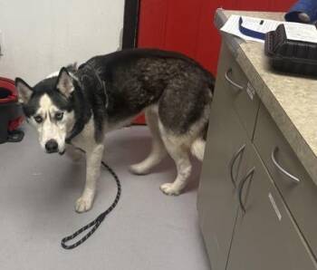 Siberian Husky and Mixed Breed Dogs Available for Adoption in West Chester, Pennsylvania - Skyla | PetCurious
