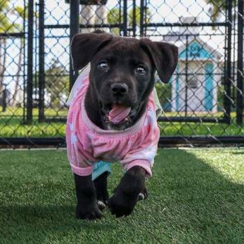 Mixed Breed Dogs Available for Adoption in Bradenton, Florida - Grady | PetCurious