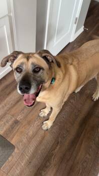 Anatolian Shepherd Dogs Available for Adoption in Thomasville, North Carolina - Drogos | PetCurious