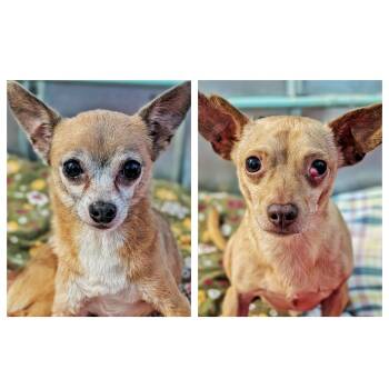 Rescue Chihuahua Dogs for Adoption in Eustis, Florida - Bugs & Nugget | PetCurious