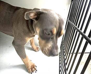 A659193 -  Pit Bull Terrier and Doberman Pinscher Dog for Adoption in Houston, Texas - A659193 | PetCurious