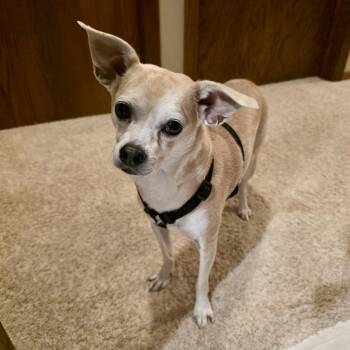 Teo -  Chihuahua Dog for Adoption in Minneapolis, Minnesota - Teo | PetCurious