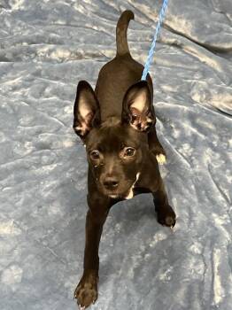 Pit Bull Terrier and Mixed Breed Dogs Available for Adoption in Las Vegas, Nevada - JESSIE | PetCurious