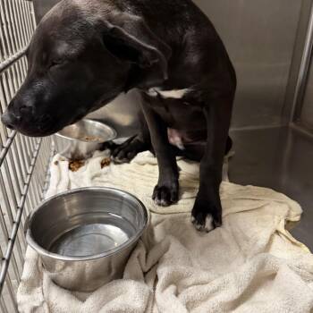 Oscar -  Black Labrador Retriever Dog for Adoption in Yuma, Arizona - Oscar | PetCurious