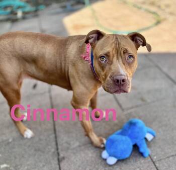 American Bulldog and American Staffordshire Terrier Dogs Available for Adoption in Austin, Texas - Cinnamon  | PetCurious