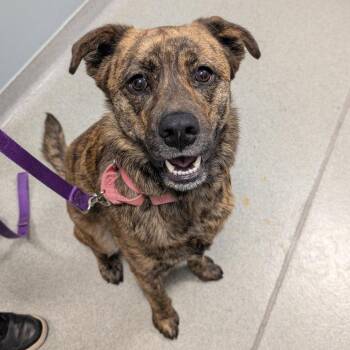 Jaz -  Shepherd Dog Available for Adoption in New Castle, Delaware - Jaz | PetCurious