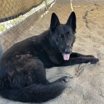 Luna -  German Shepherd Dog Dog for Adoption in Salinas, California - Luna | PetCurious