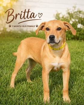 Britta -  Hound and Mixed Breed Dog for Adoption in Kingsland, Georgia - Britta | PetCurious