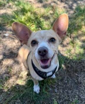Chihuahua Dogs Available for Adoption in Winter Haven, Florida - Lulu | PetCurious